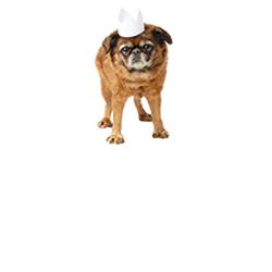 exp-dog